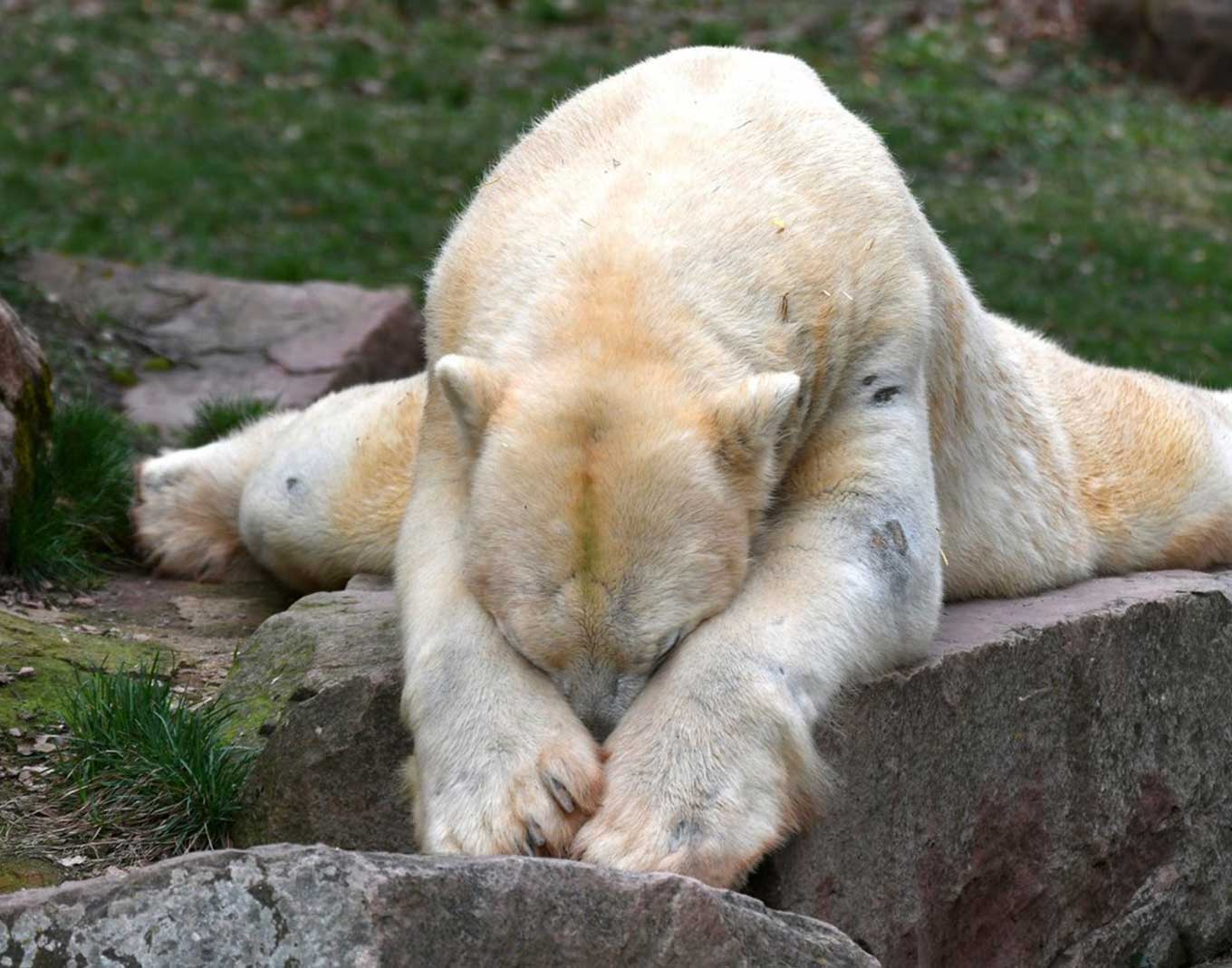 Stress in Polar Bears - Forschen | Handeln | Erhalten