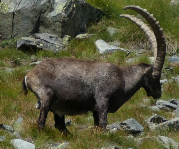 Alpensteinbock_Titel